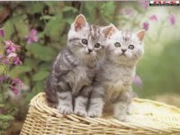 /album/les-animaux-/unknown-1-jpeg/