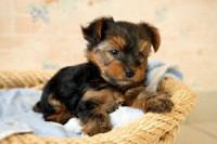 /album/les-animaux-/unknown-3-jpeg1/