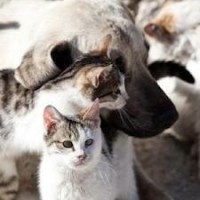 /album/les-animaux-/images-3-jpeg2/